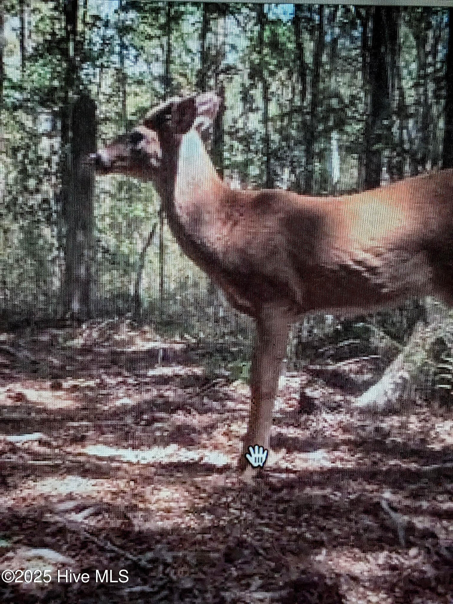 283 South Fork Creek Road Columbia, NC 27925 - Photo 33 of 35 4023559580557115392