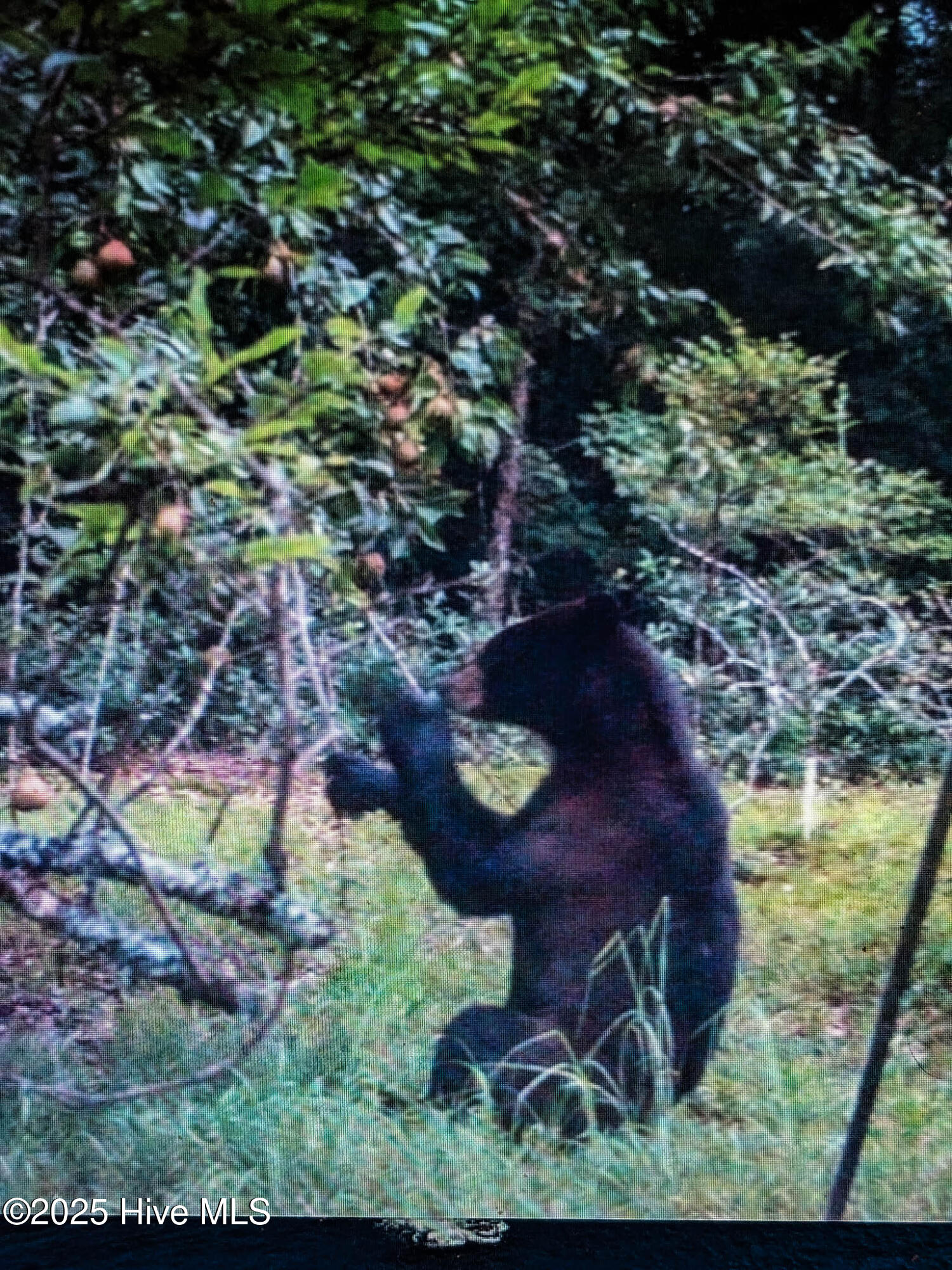 283 South Fork Creek Road Columbia, NC 27925 - Photo 34 of 35 4482333861956781724