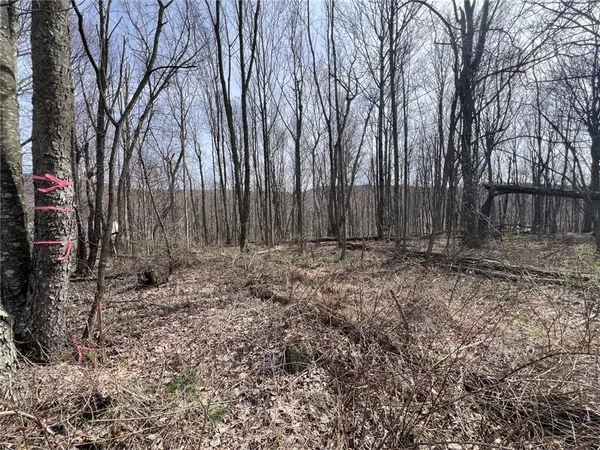 a view of backyard with tree