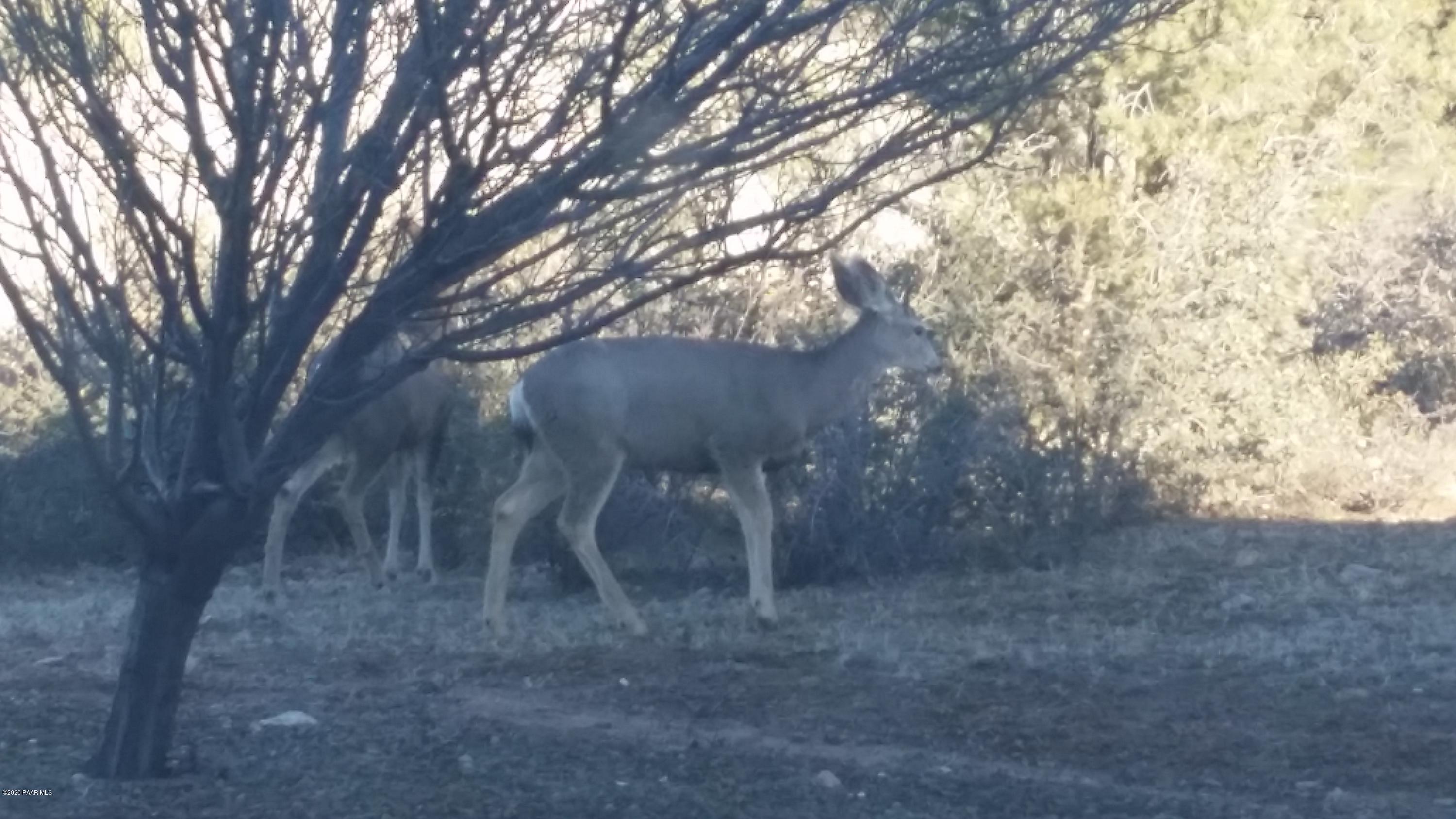 0 West Buffalo Rdg Road Prescott, AZ 86305 - Photo 15 of 16 Wildlife