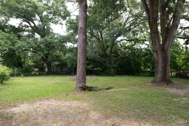 a view of a tree in a yard