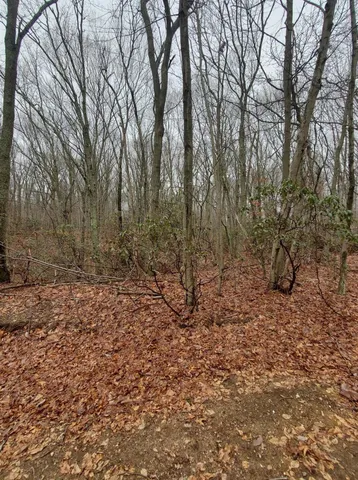 a view of a yard with trees