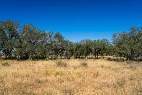 a view of a yard with a tree