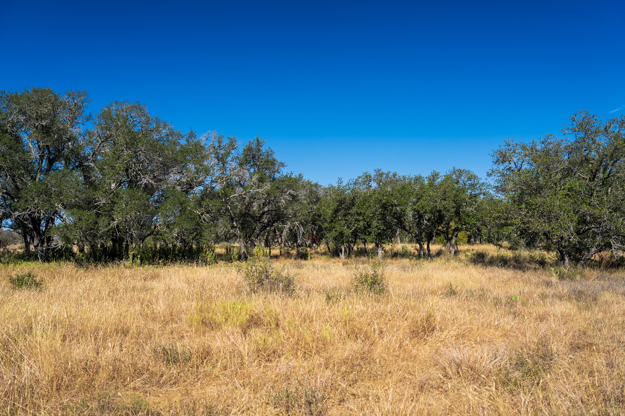 928 Bendele Road Johnson City, TX 78636 - Photo 6 of 31 a view of a yard with a tree