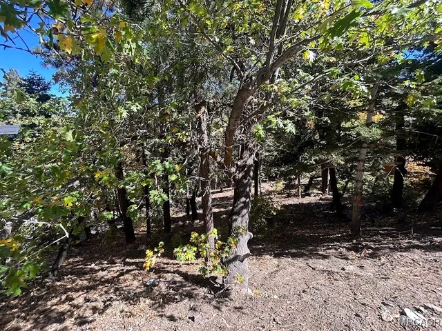 a view of a tree in a yard