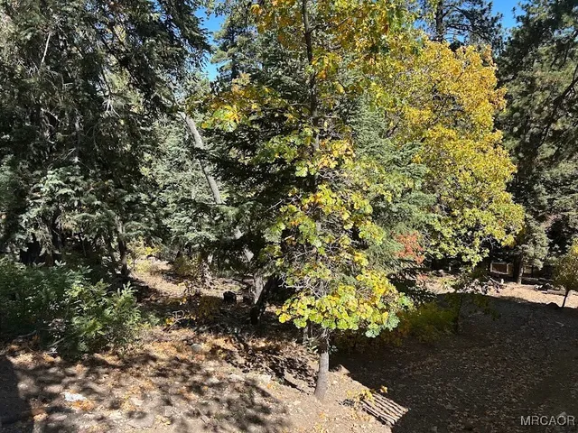 a view of a tree with a yard