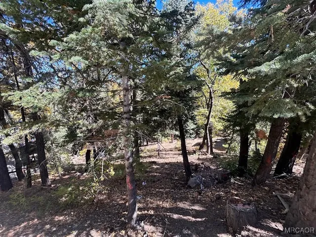 a view of a forest with trees in the background