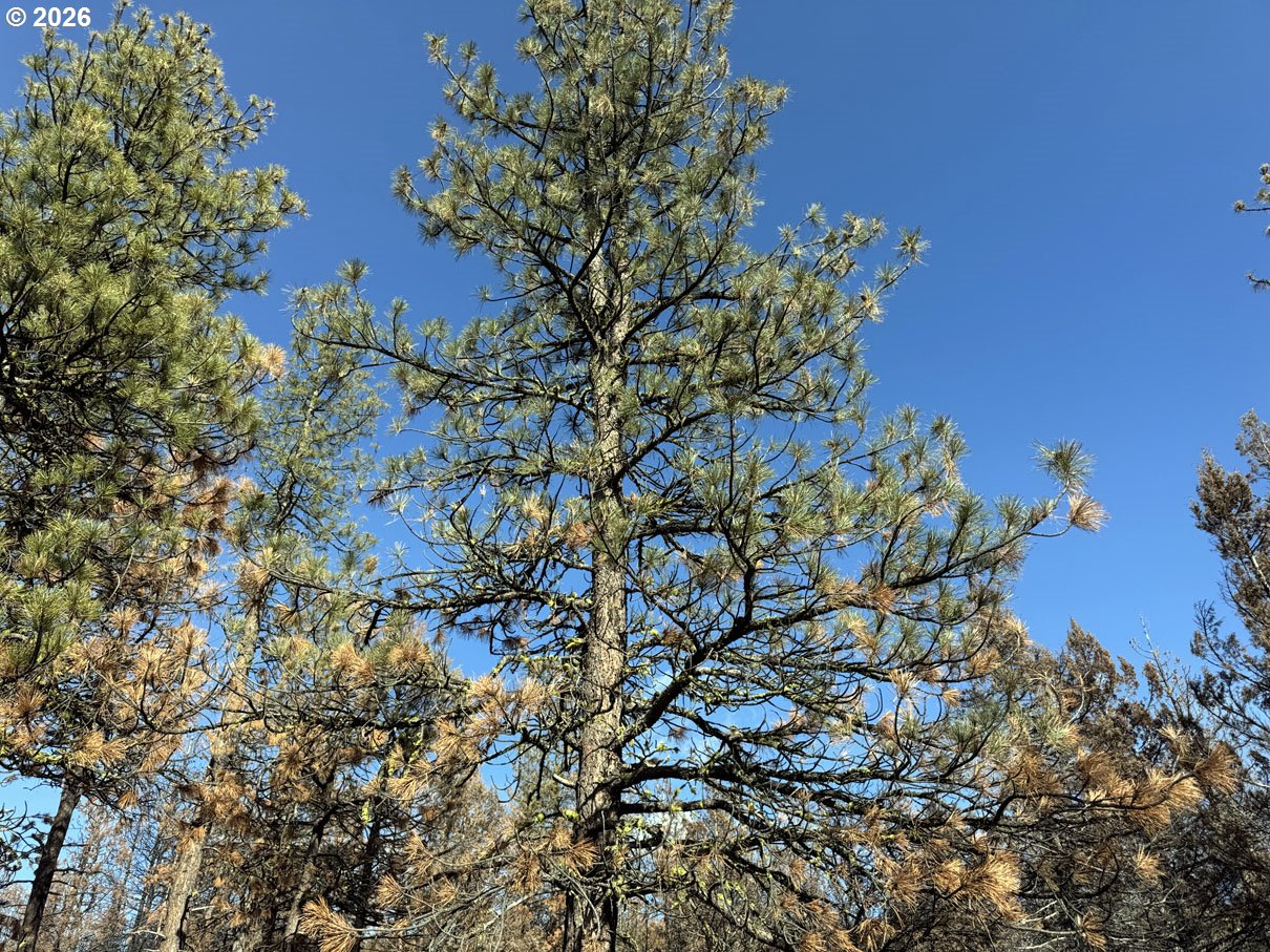 Hummingbird Drive, Unit 4 Bonanza, OR 97623 - Photo 18 of 28