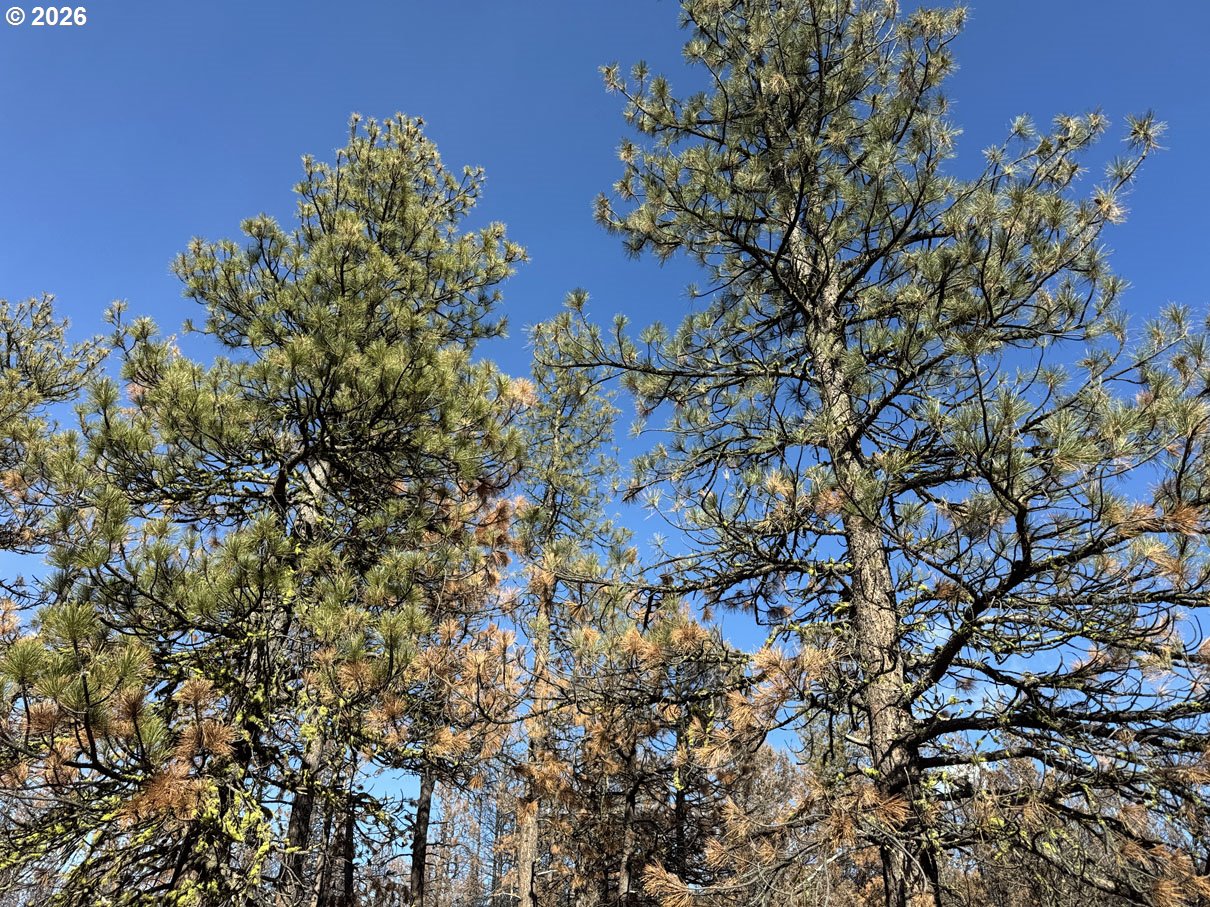 Hummingbird Drive, Unit 4 Bonanza, OR 97623 - Photo 19 of 28