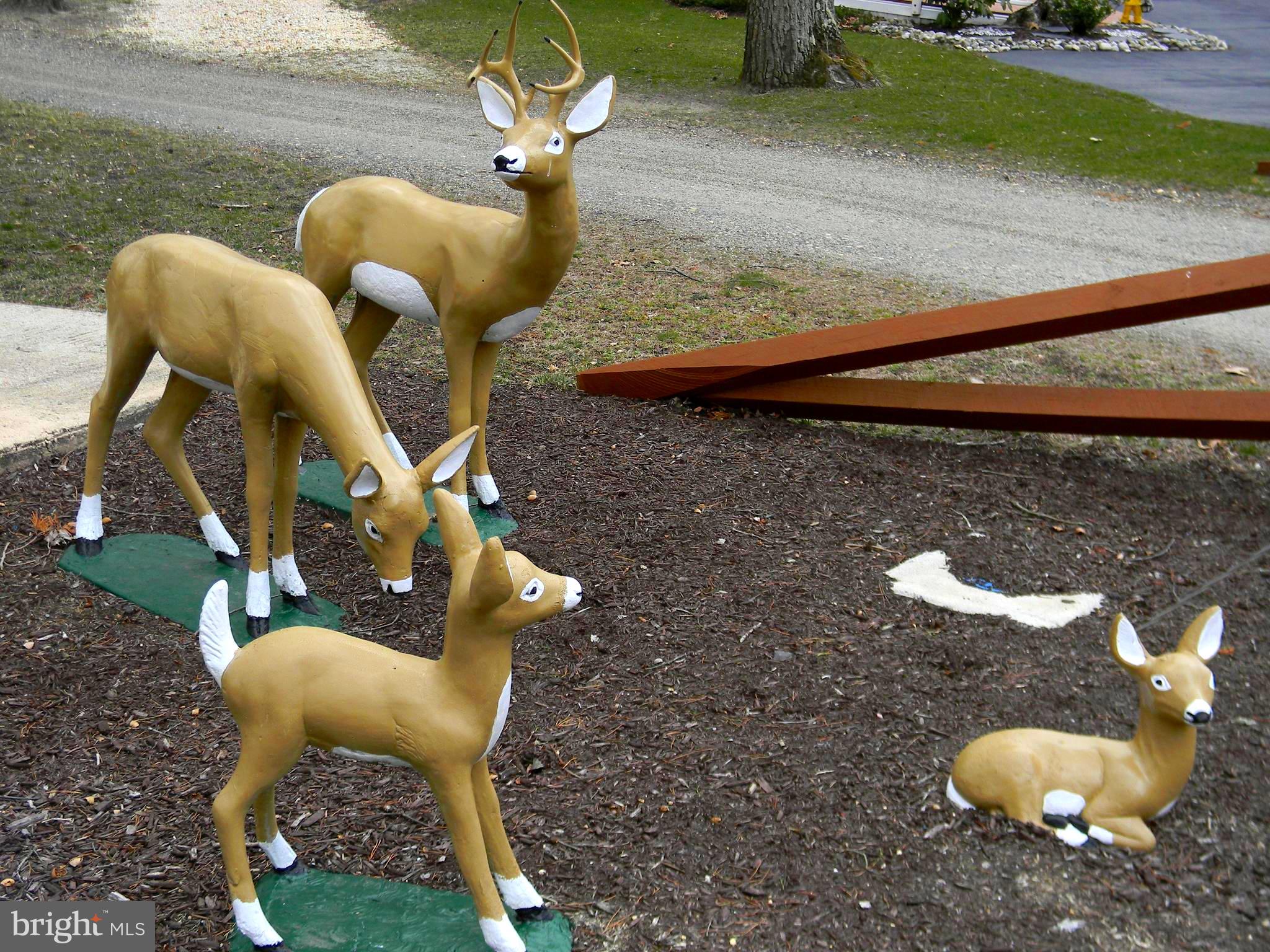 98 Magnolia Lane Tabernacle, NJ 08088 - Photo 56 of 58 Just Some Deer