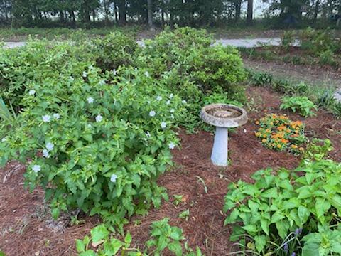 889 Stokes Road Walterboro, SC 29488 - Photo 21 of 92 18878