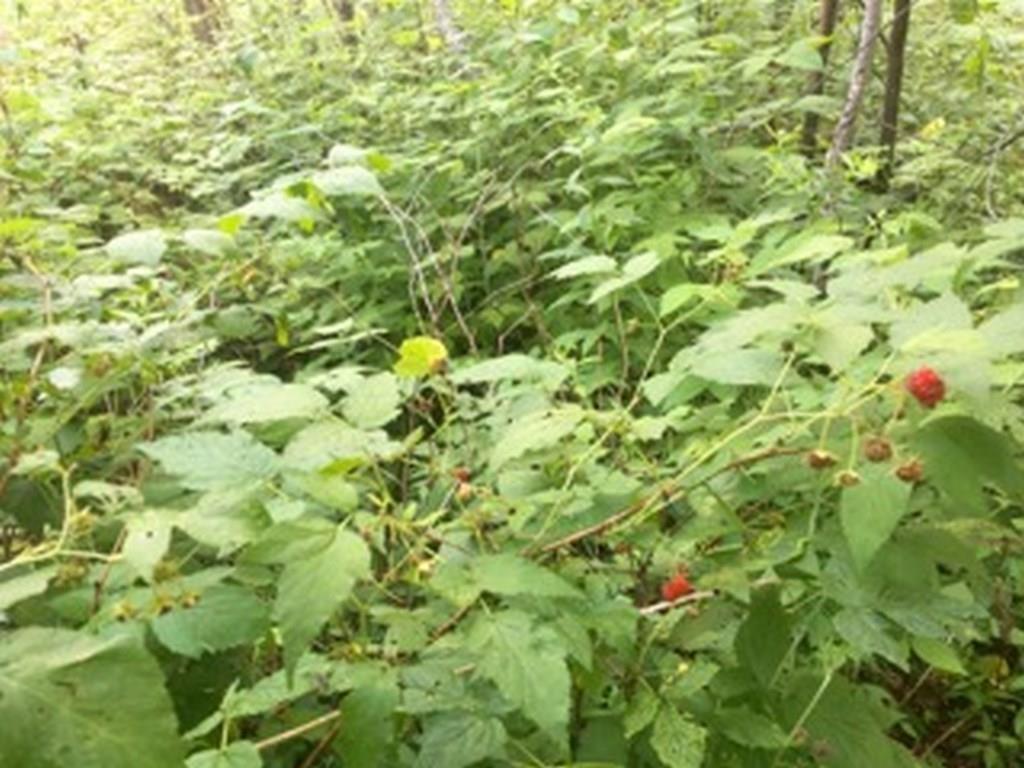 9 Avenue Road Exeter, ME 04435 - Photo 18 of 22 Photo