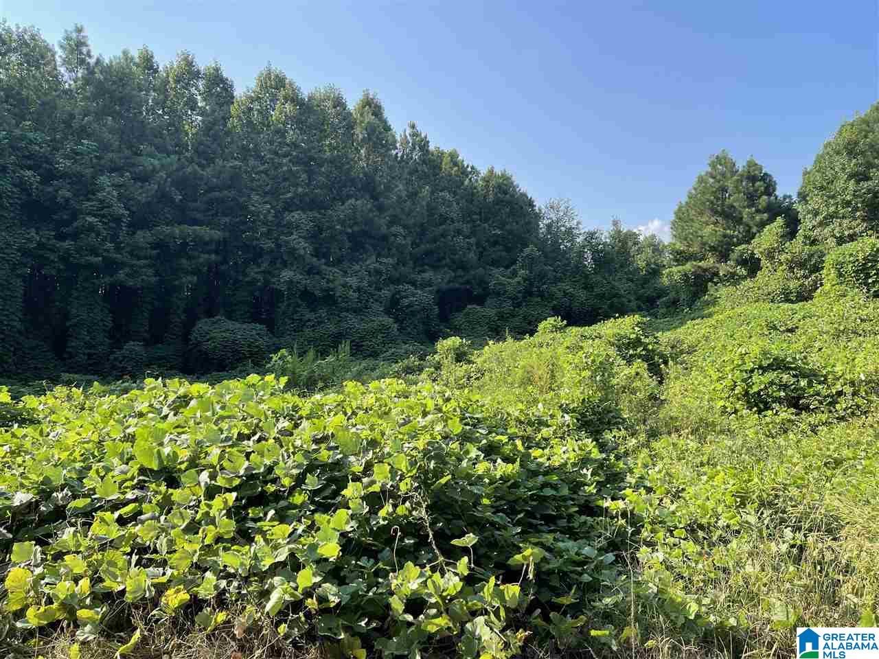 0 Pine Mountain Road Remlap, AL 35133 - Photo 3 of 7