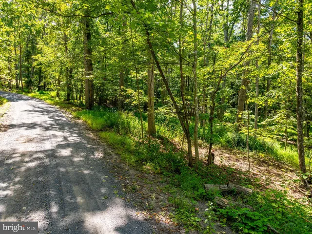 a view of a forest with trees