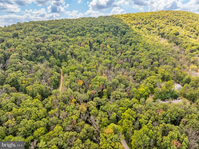 a view of a big yard with plants and large trees