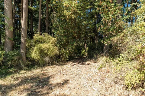 a view of a yard with plants and tree