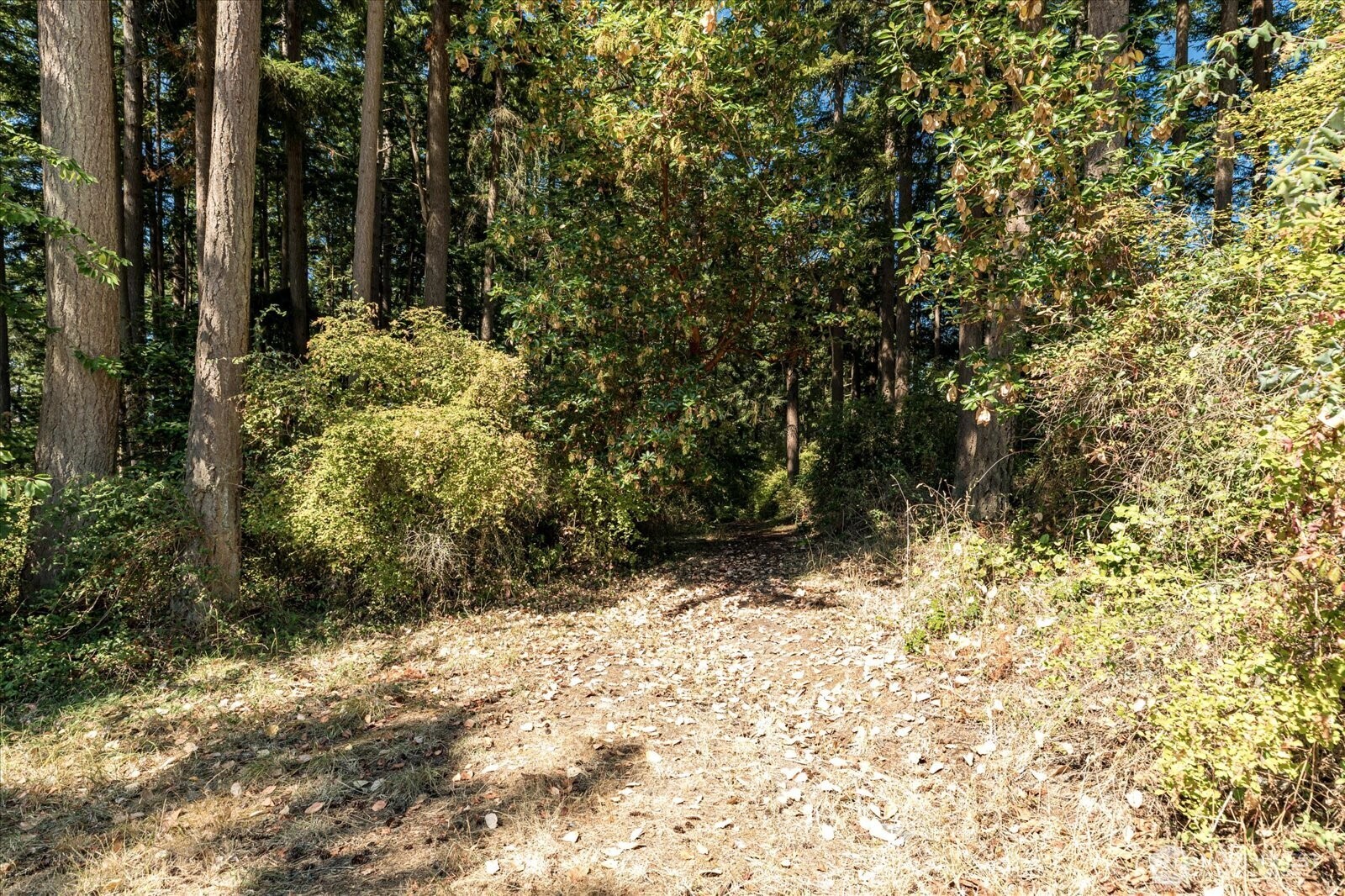 0 Old Polnell Road Oak Harbor, WA 98277 - Photo 9 of 10 a view of a yard with plants and tree