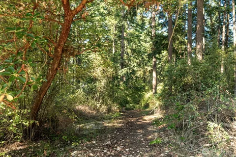 a view of a tree in a yard