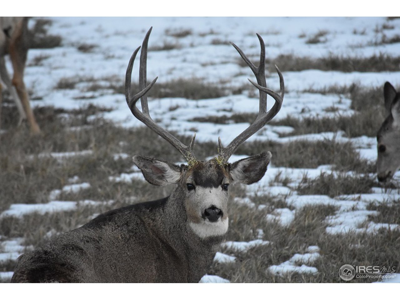 201 Davis Ranch Road Bellvue, CO 80512 - Photo 25 of 31 Local Neighbors