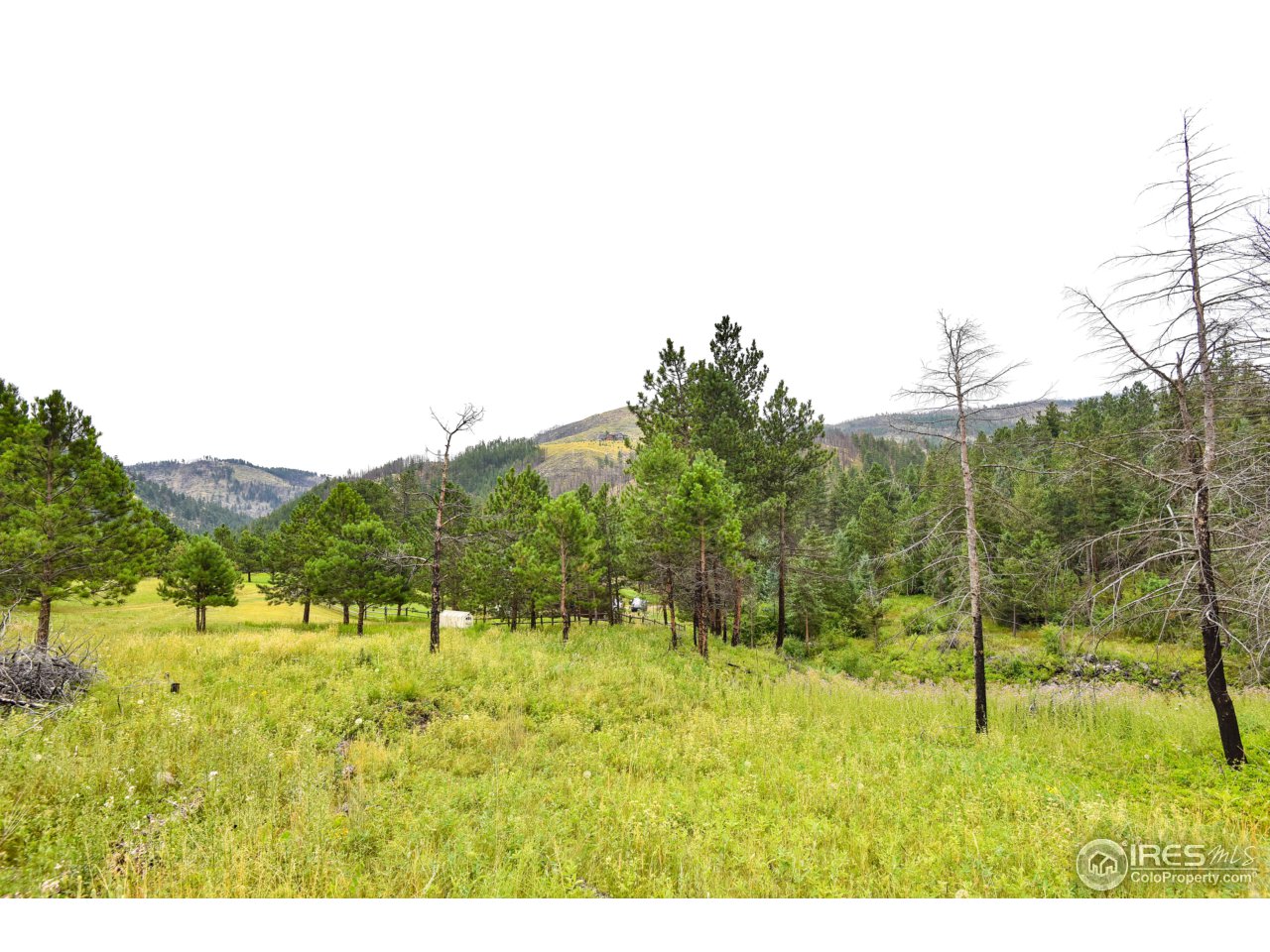 201 Davis Ranch Road Bellvue, CO 80512 - Photo 28 of 31 Large Meadows