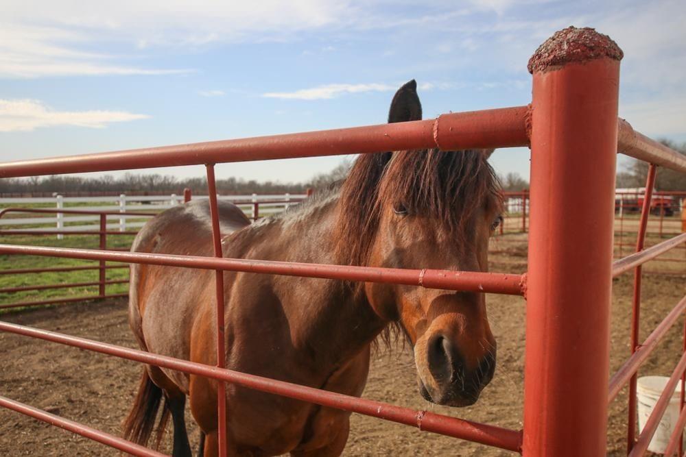 22299 Sacajawea Road Sedalia, MO 65301 - Photo 31 of 48