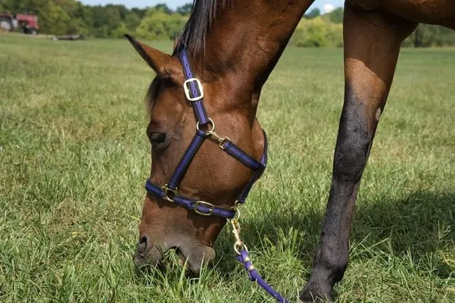 $875,000 | 22299 Sacajawea Road, Sedalia, MO 65301