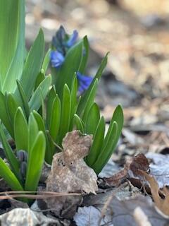 507 Harper Road Tunnel Hill, GA 30755 - Photo 22 of 34 flowers in front