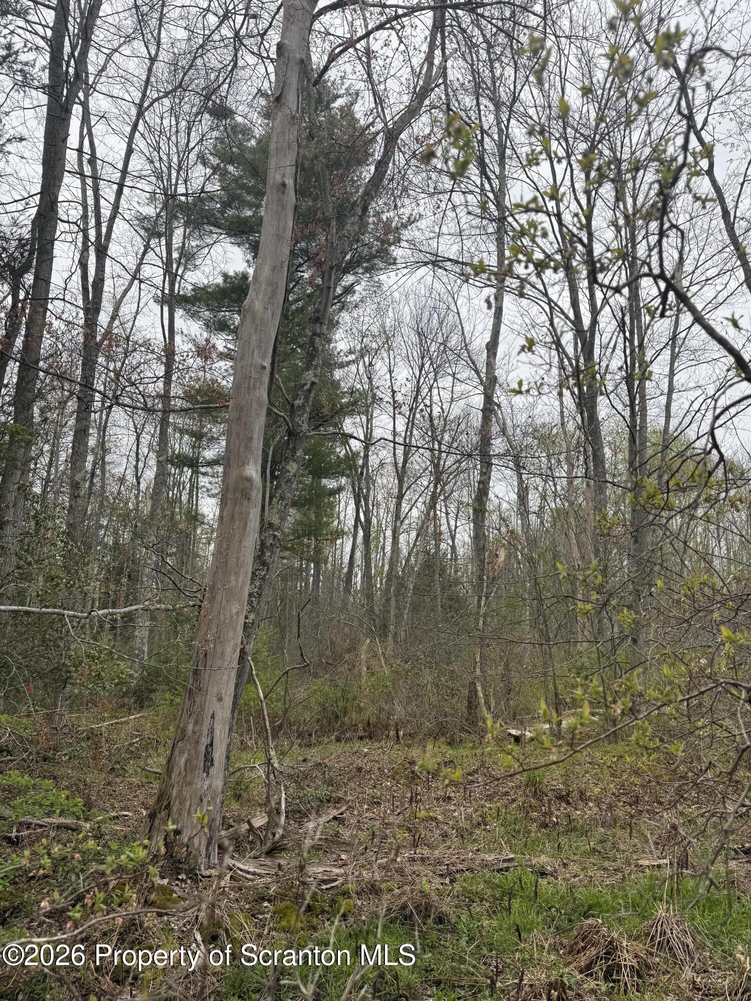 502 Rear Moscow, PA 18444 - Photo 8 of 14 a view of a forest