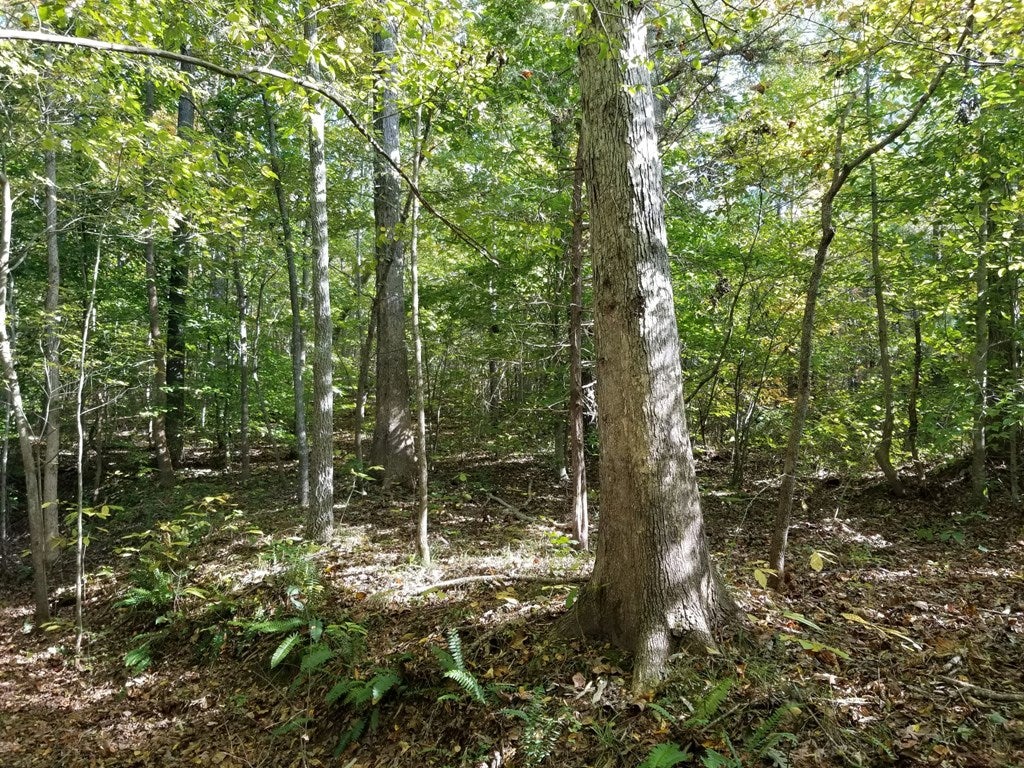 607 Jenningstown Road Crewe, VA 23930 - Photo 11 of 22 Gallery Image 11