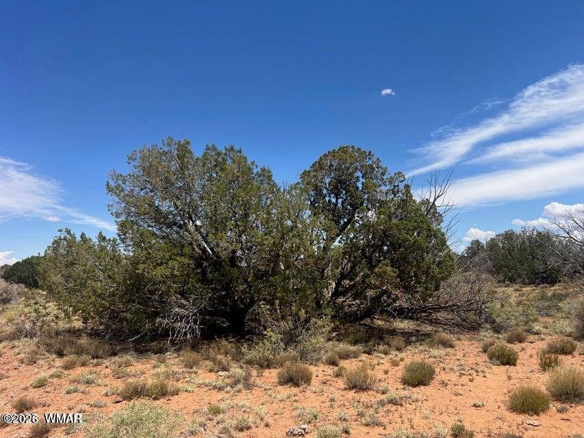 595-lot Graham Road Heber, AZ 85928 - Photo 12 of 21 a view of a yard with a tree