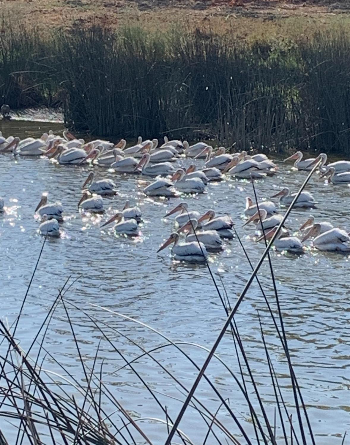 3901 Lake Road, Unit 197 West Sacramento, CA 95691 - Photo 39 of 49 pelicans hang out off the dock
