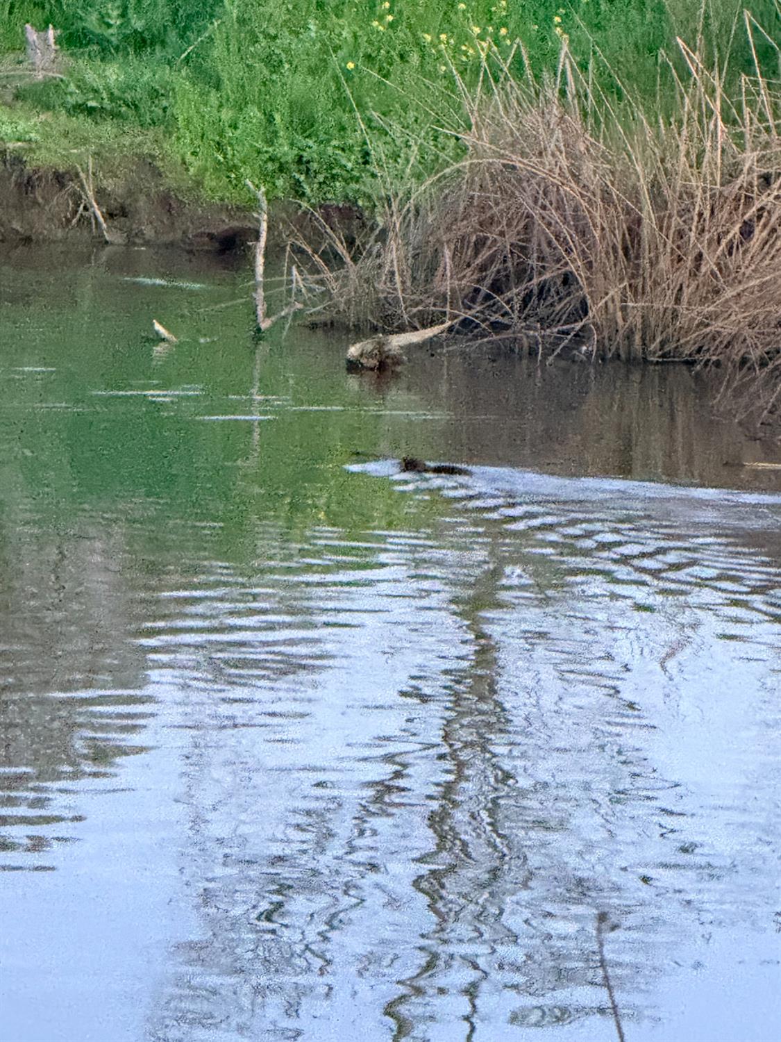 3901 Lake Road, Unit 197 West Sacramento, CA 95691 - Photo 41 of 49 beavers swim near the home in Lake Washington