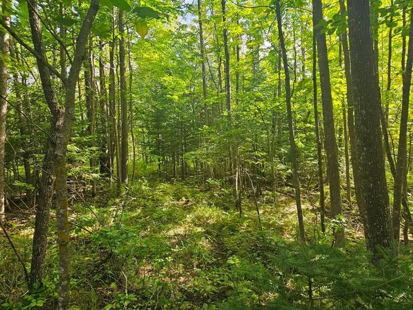 $75,000 | 1 County Road, Deer River, MN 56636