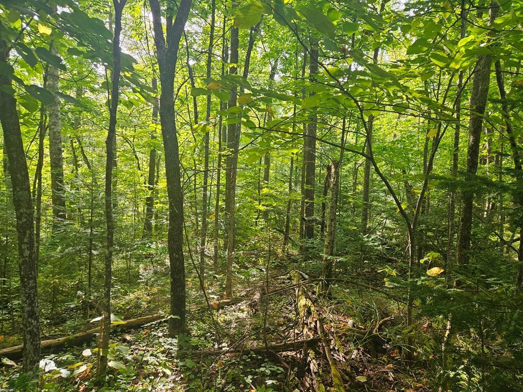 1 County Road Deer River, MN 56636 - Photo 5 of 12