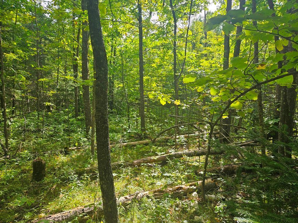 1 County Road Deer River, MN 56636 - Photo 7 of 12