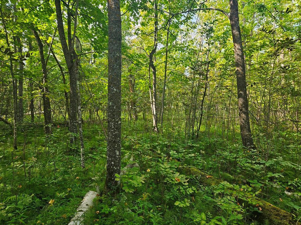 1 County Road Deer River, MN 56636 - Photo 8 of 12