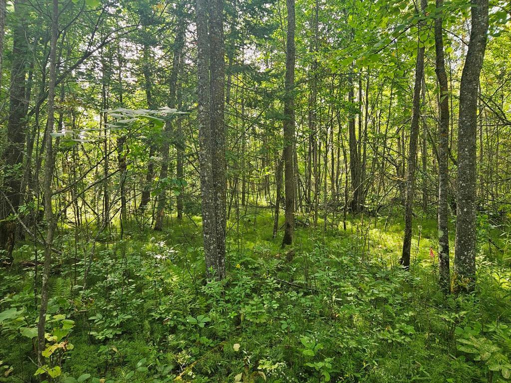 1 County Road Deer River, MN 56636 - Photo 9 of 12