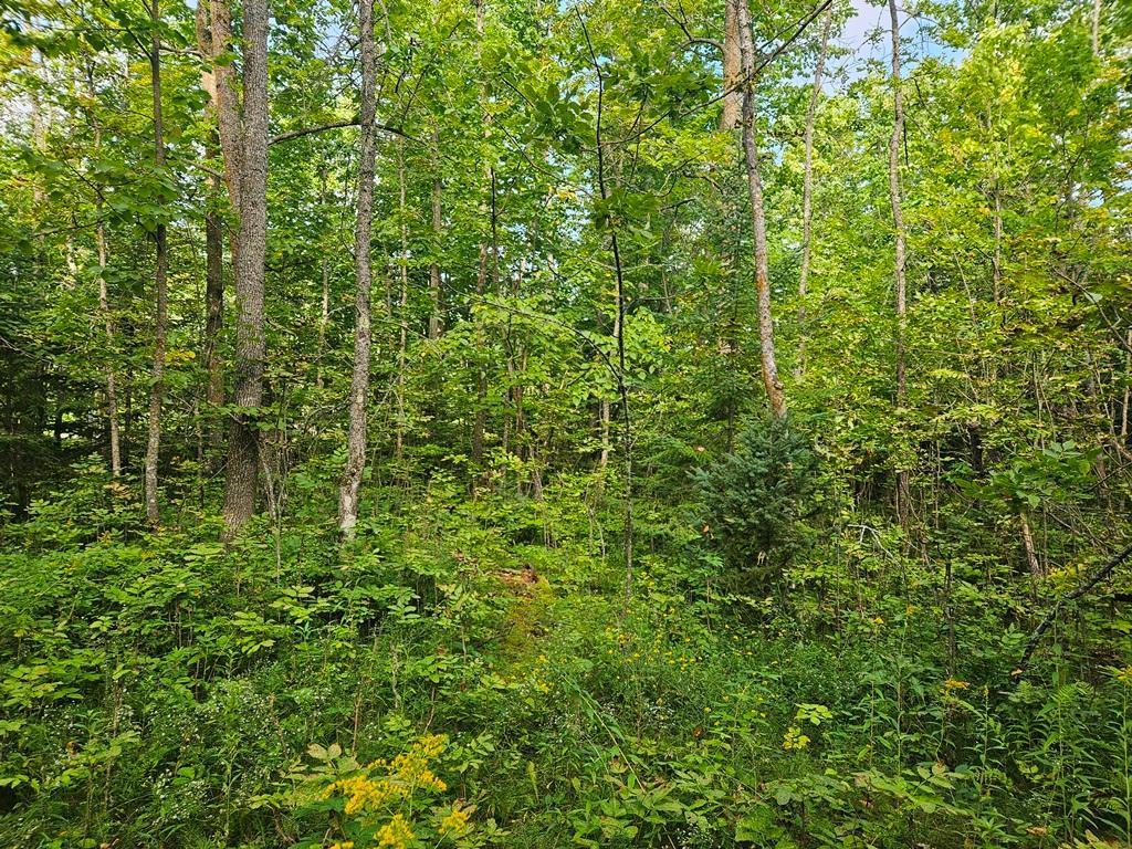 1 County Road Deer River, MN 56636 - Photo 10 of 12