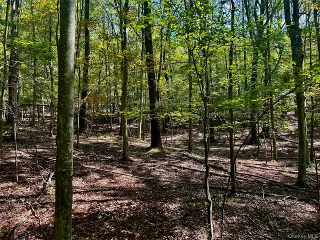 a view of a forest filled with trees
