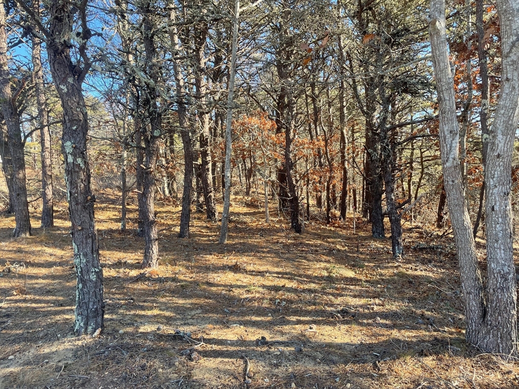2 Resolution Road Truro, MA 02666 - Photo 2 of 5 a view of yard