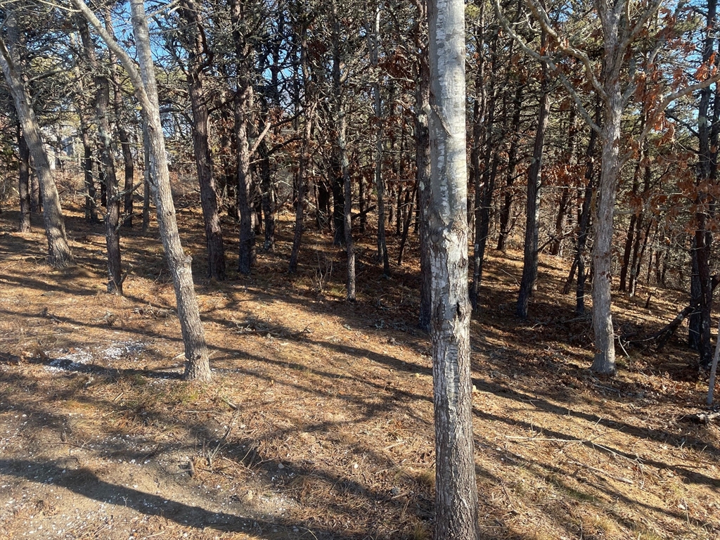 2 Resolution Road Truro, MA 02666 - Photo 3 of 5 a view of a forest view