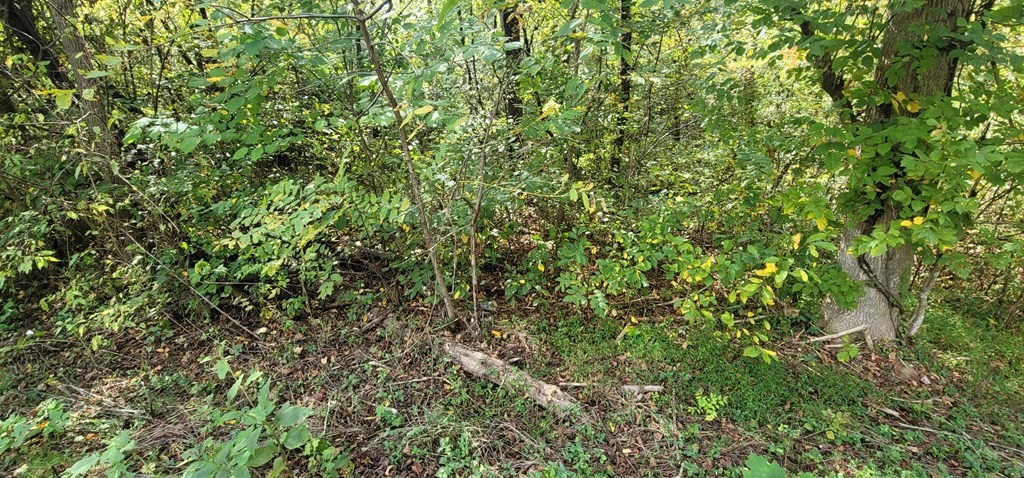 3 Jones Cove Road Sevierville, TN 37876 - Photo 10 of 18 a view of a lush green forest