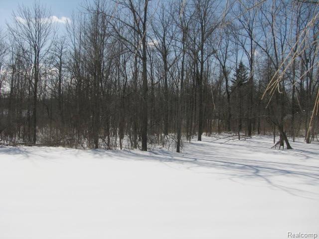 70 Townsend Road Leonard, MI 48367 - Photo 38 of 41 #38 Beautiful Wooded Lot.jpg