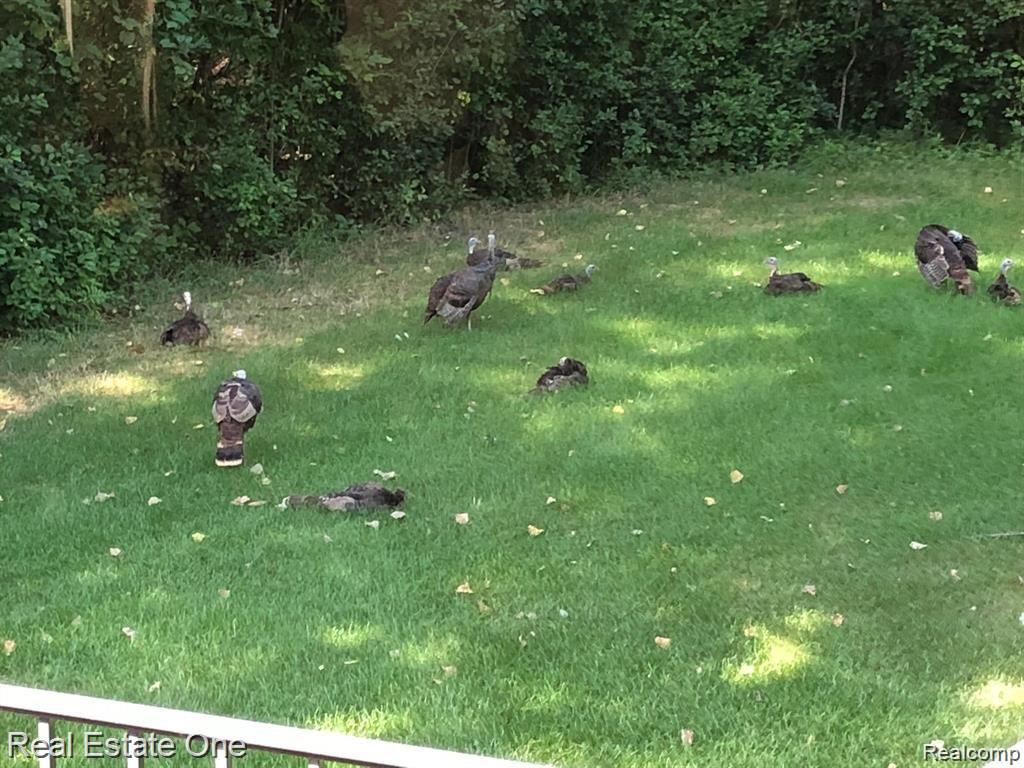 7500 Maple Ridge Drive Clarkston, MI 48346 - Photo 66 of 75 Plentiful wildlife visitors in your yard, here are the turkeys...