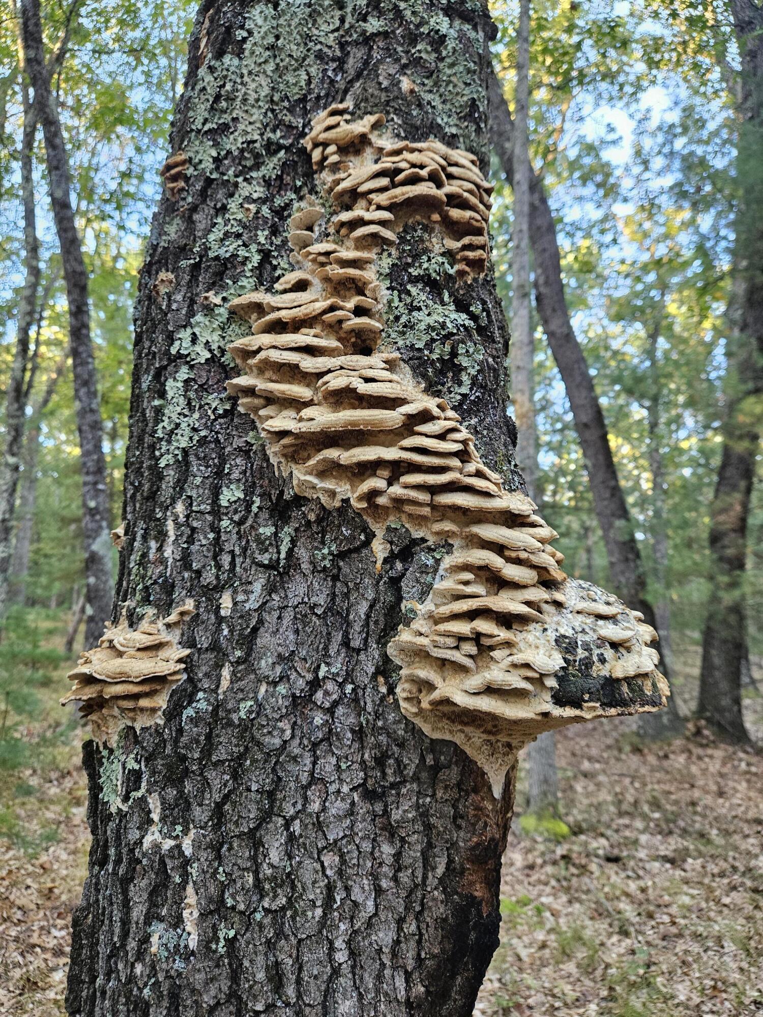 1840 South Campbell Road Branch, MI 49402 - Photo 53 of 67 20240930_084417