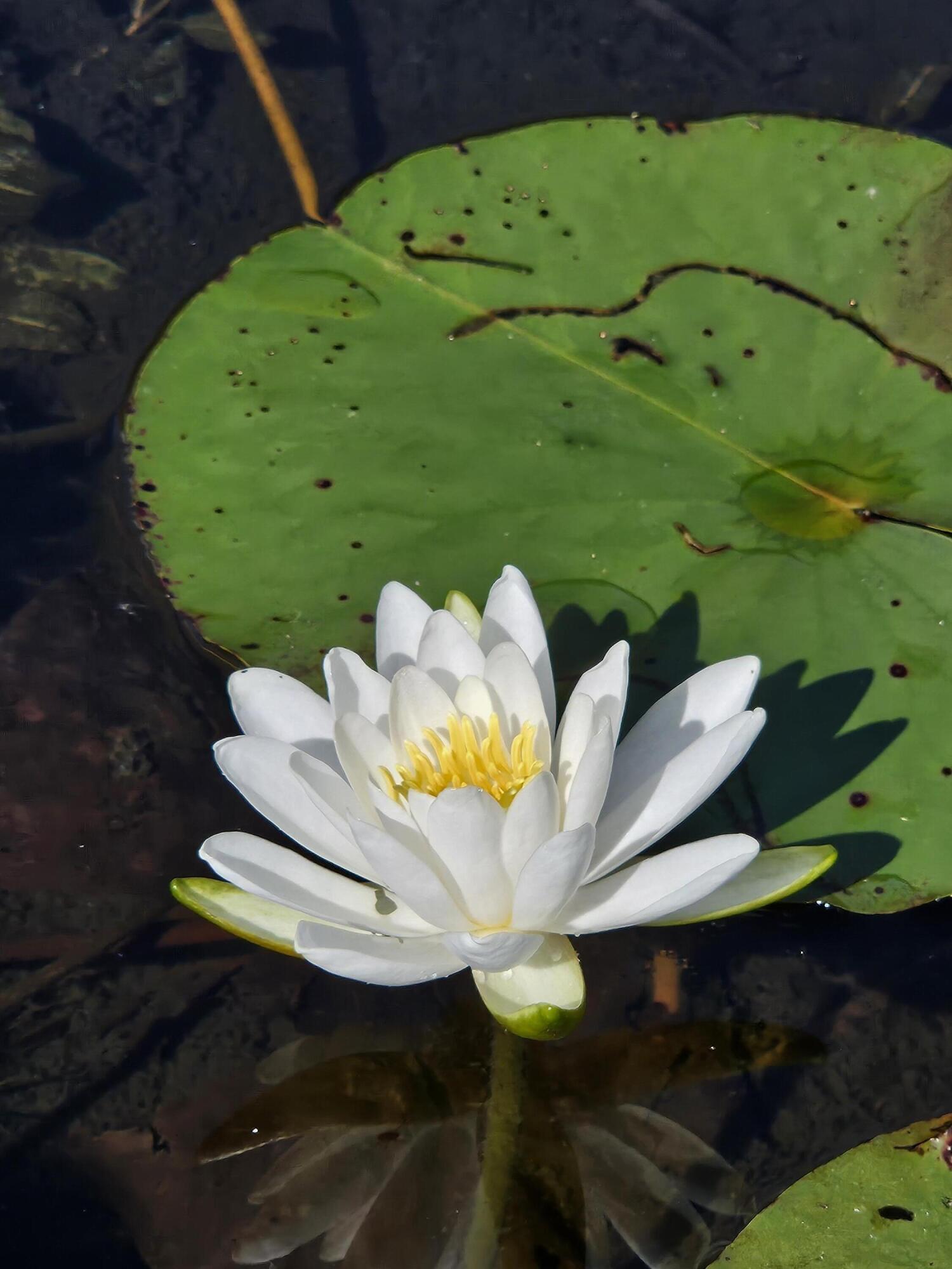 1840 South Campbell Road Branch, MI 49402 - Photo 60 of 67 20240704_100023