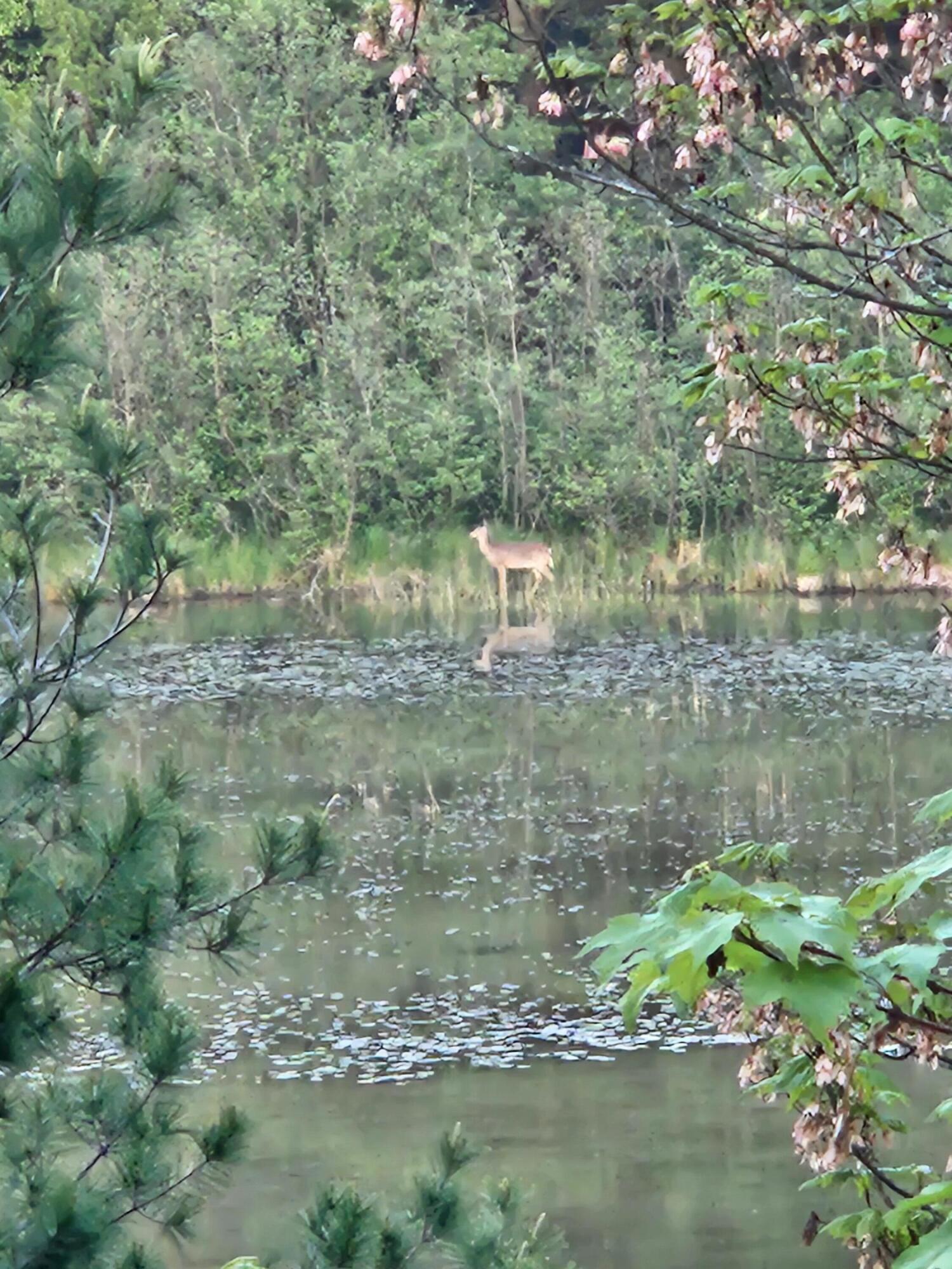 1840 South Campbell Road Branch, MI 49402 - Photo 62 of 67 20240521_204239