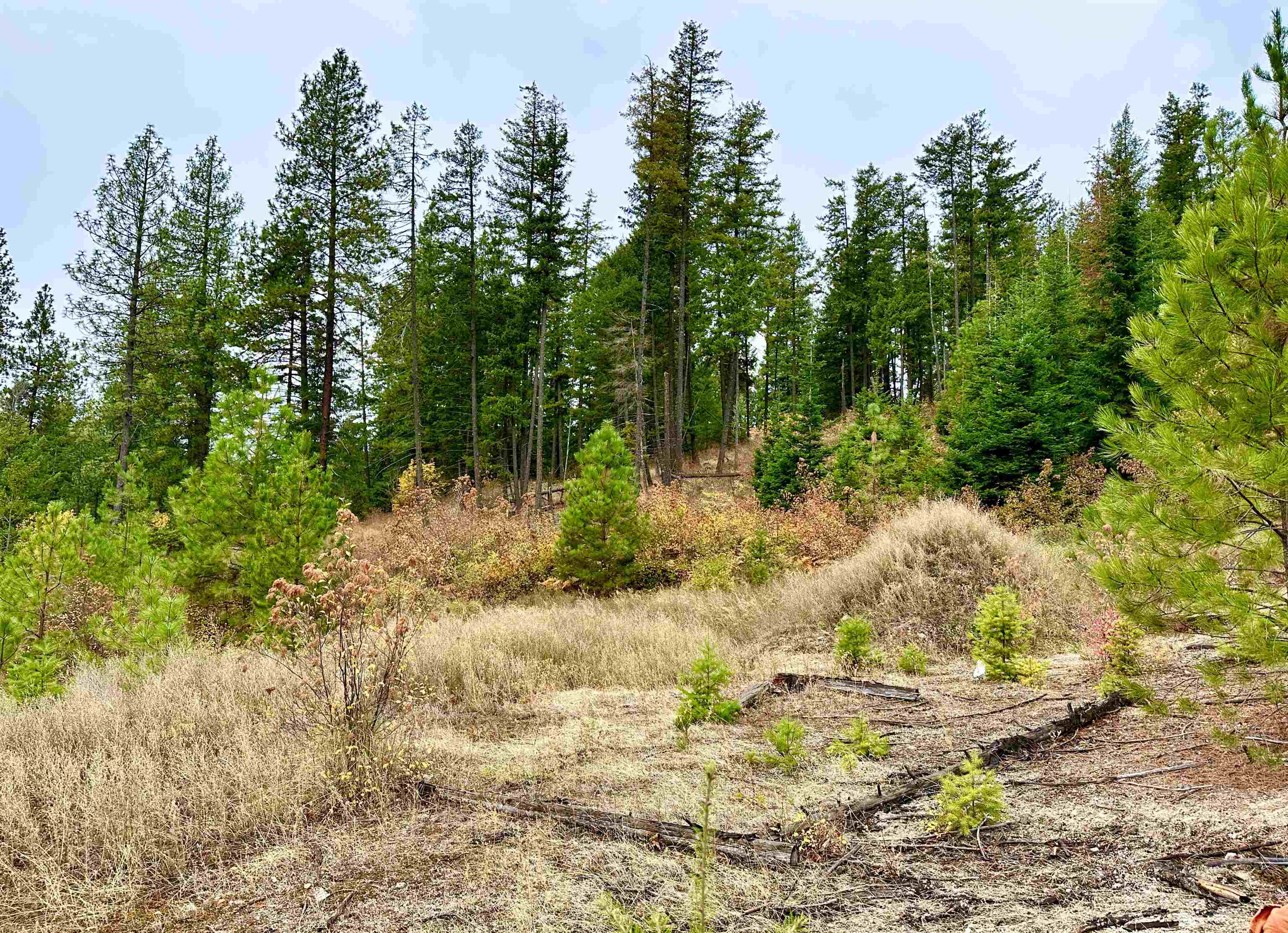 28018 North Jackson Road Chattaroy, WA 99003 - Photo 36 of 47