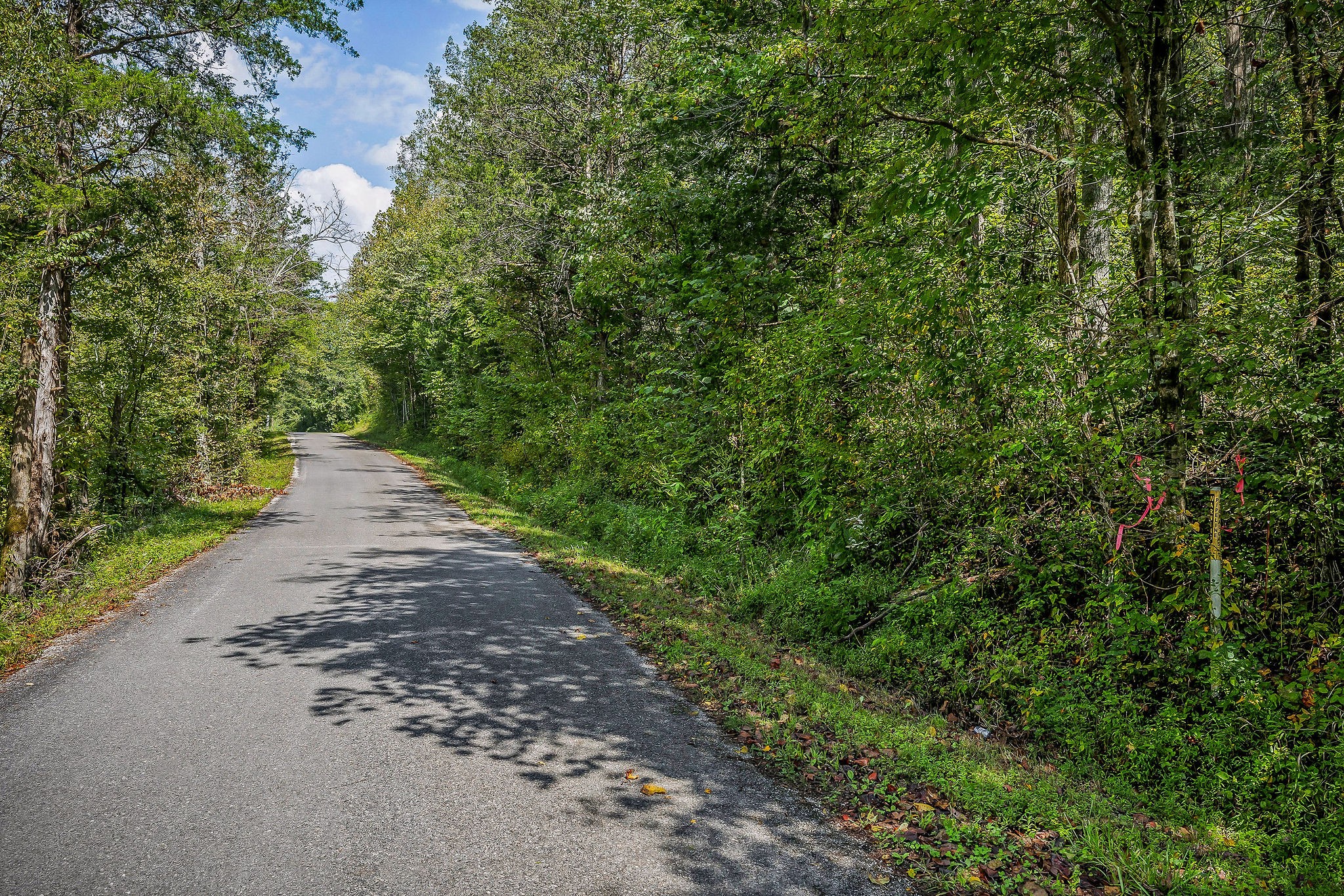 461 Shiloh Road Crawford, TN 38554 - Photo 12 of 15 a view of a pathway both side of yard