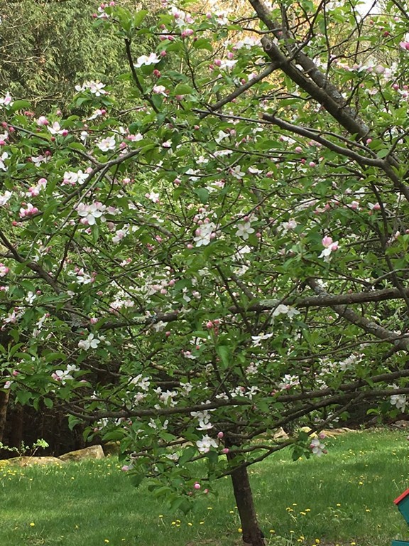 25 East Bare Hill Road Harvard, MA 01451 - Photo 20 of 20 Gallery Image 20